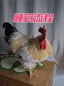 大公鸡视频在线观看 第2张 大公鸡视频在线观看 第2张